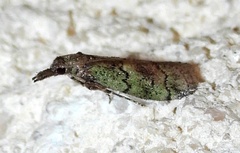 Cacotherapia flexilinealis
