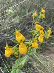 Calceolaria corymbosa