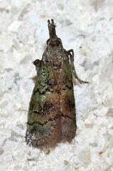 Cacotherapia flexilinealis