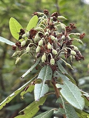 Rhododendron columbianum