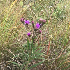 Liatris ligulistylis