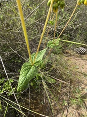 Calceolaria corymbosa
