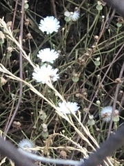 Malacothrix saxatilis