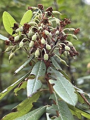 Rhododendron columbianum