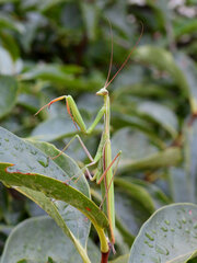 Mantis religiosa