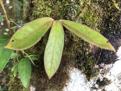 Gesneriaceae