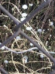 Malacothrix saxatilis