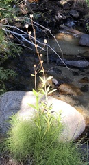 Lilium parvum