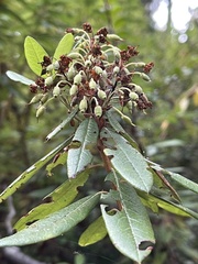 Rhododendron columbianum