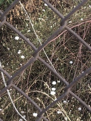 Malacothrix saxatilis