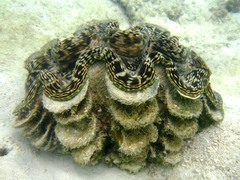 Tridacna squamosa