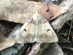 Zanclognatha laevigata