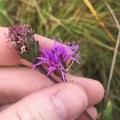 Liatris ligulistylis