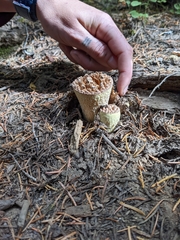 Turbinellus kauffmanii