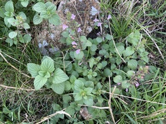 Clinopodium menthifolium ascendens
