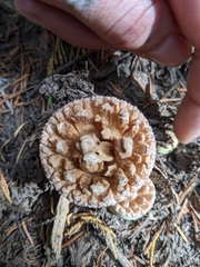 Turbinellus kauffmanii