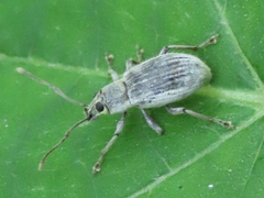Cyrtepistomus castaneus