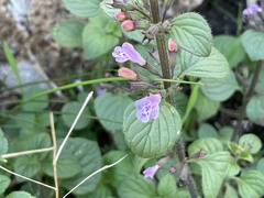 Clinopodium menthifolium ascendens