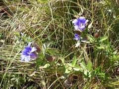Gentiana puberulenta