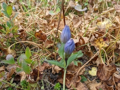 Gentiana