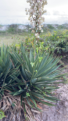 Yucca gloriosa