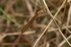 Argiocnemis rubescens