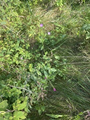 Epilobium parviflorum