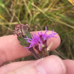 Liatris ligulistylis