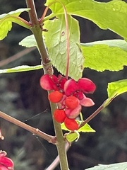 Euonymus occidentalis occidentalis