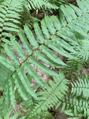 Homalosorus pycnocarpos