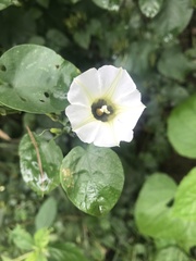 Ipomoea corymbosa