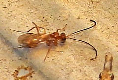 Ichneumonoidea