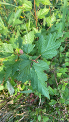 Physocarpus opulifolius