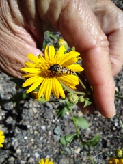 Acmaeodera decipiens