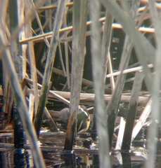 Tachuris rubrigastra