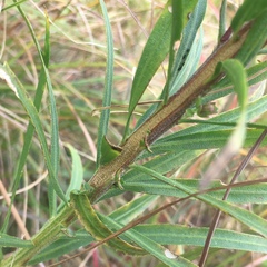 Liatris ligulistylis