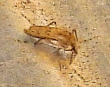 Chaoborus punctipennis