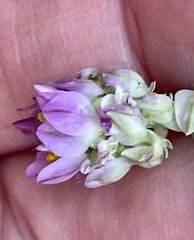 Polygala sanguinea