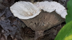 Lactifluus deceptivus