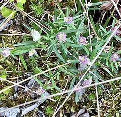 Polygala sanguinea
