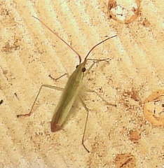 Trigonotylus