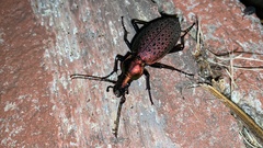 Carabus smaragdinus