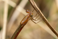 Argiocnemis rubescens