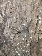 Anadenobolus monilicornis