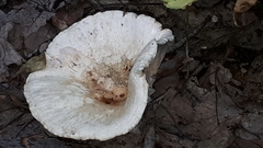 Lactifluus deceptivus