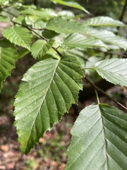 Carpinus