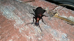 Carabus smaragdinus