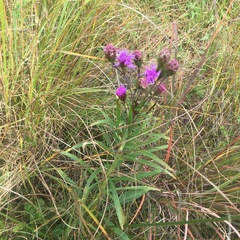 Liatris ligulistylis