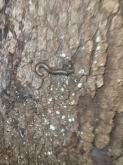 Anadenobolus monilicornis