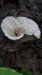 Lactifluus deceptivus